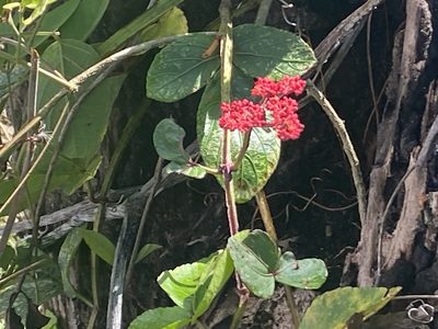 Cissus erosa, photographed by KATELL UGUEN