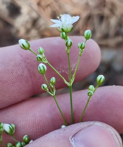 Eremogone saxatilis, photographed by Yurii Basov