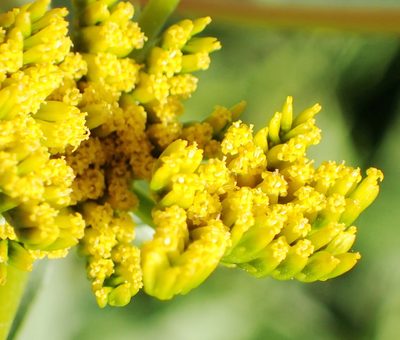 Flaveria bidentis, photographed by Nicola van Berkel