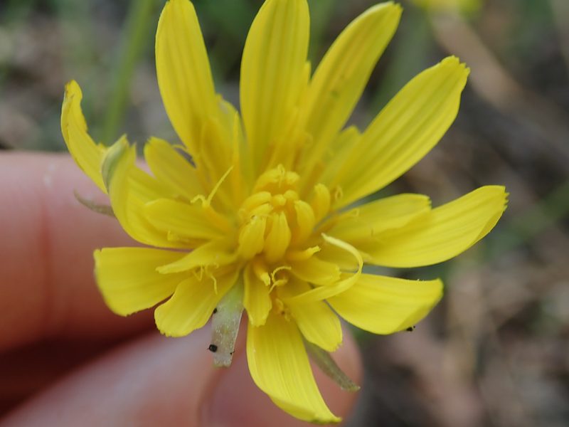 Scorzonera cana, photographed by John Kenrick Gibson