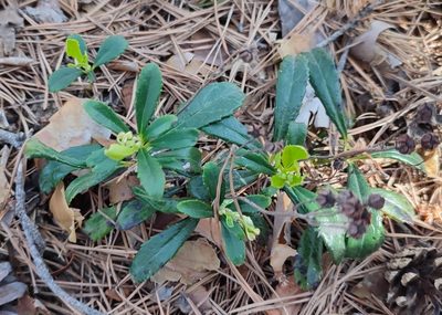Chimaphila umbellata, photographed by Yurii Basov