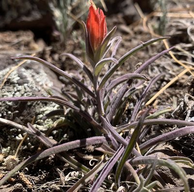 Castilleja integra, photographed by mark-groeneveld