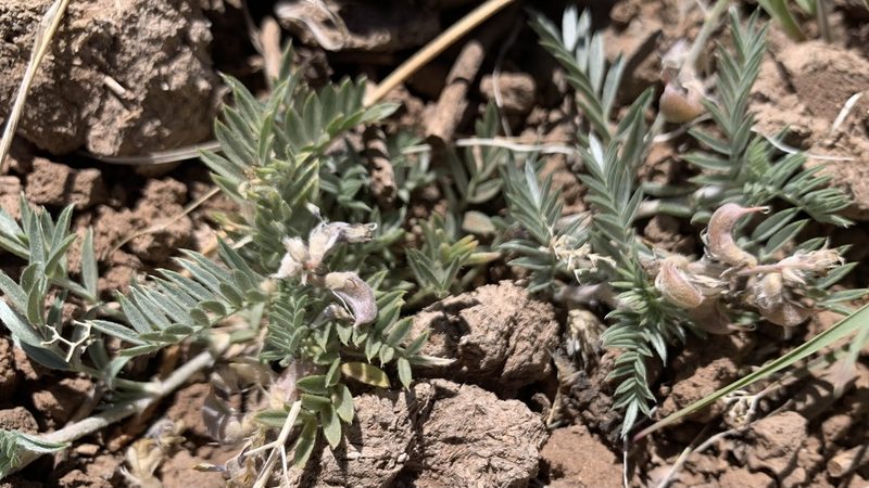Astragalus humistratus, photographed by mark-groeneveld