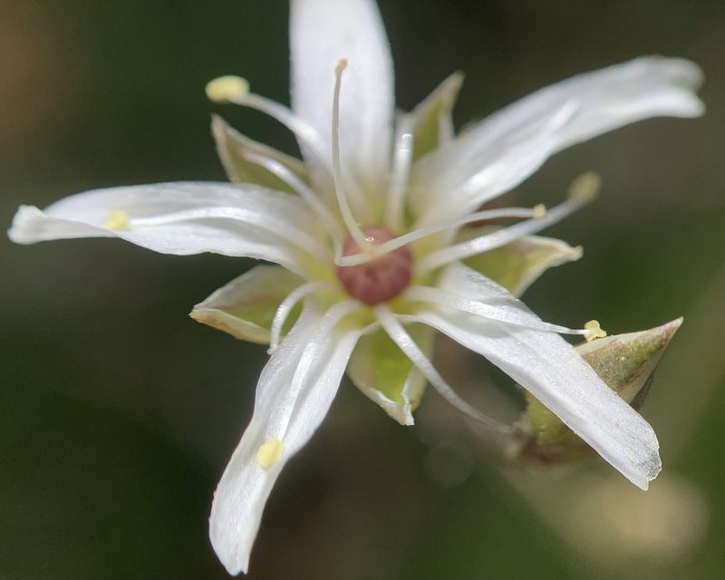 Eremogone aberrans, photographed by mark-groeneveld