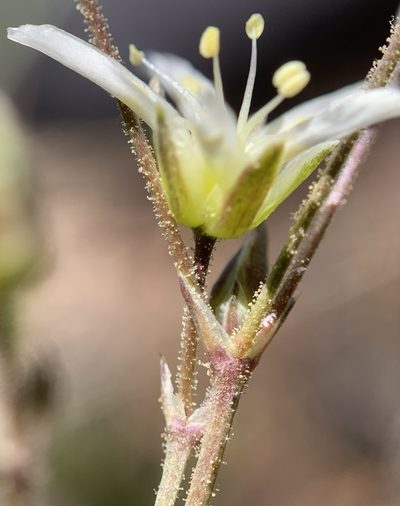 Eremogone aberrans, photographed by mark-groeneveld