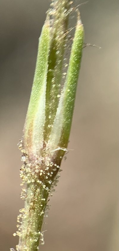 Eremogone aberrans, photographed by mark-groeneveld