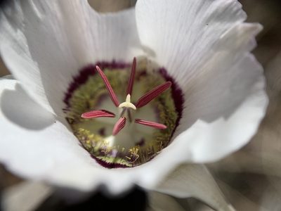 Calochortus ambiguus