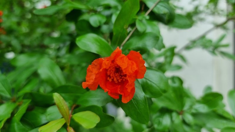 Punica granatum, photographed by Julien Lepage
