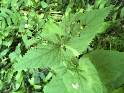 Scrophularia nodosa, photographed by Anthony O'Leary