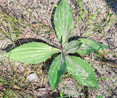 Plantago depressa, photographed by Yurii Basov