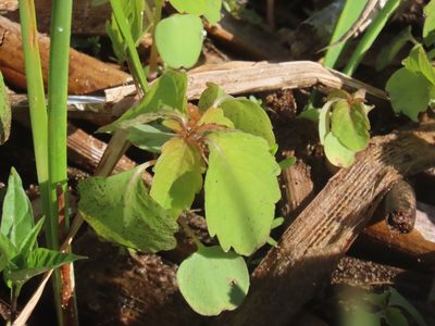 Impatiens capensis, photographed by Carter Dorscht