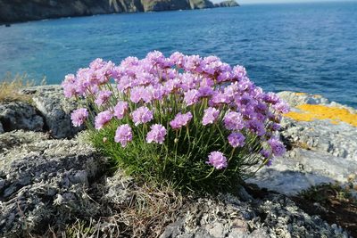 Armeria maritima, photographed by Rob Pople