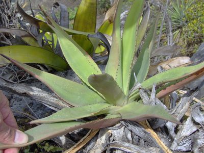Agave pendula, photographed by Tereso Hernández Morales