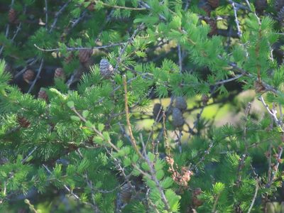 Larix laricina, photographed by Carter Dorscht