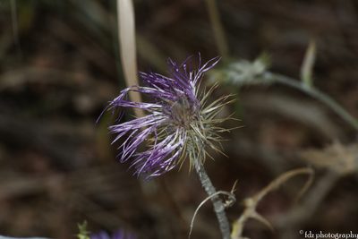 Galactites tomentosus, photographed by davidfdz_b82