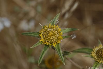Pallenis spinosa, photographed by davidfdz_b82