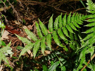 Amauropelta glanduligera