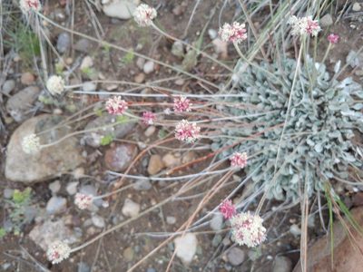 Eriogonum ovalifolium