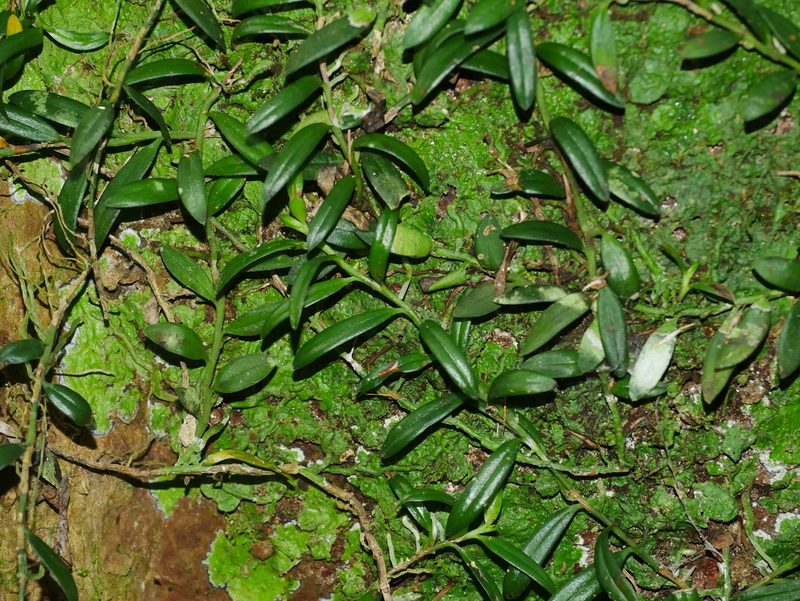 Gastrochilus formosanus, photographed by Jacy Chen