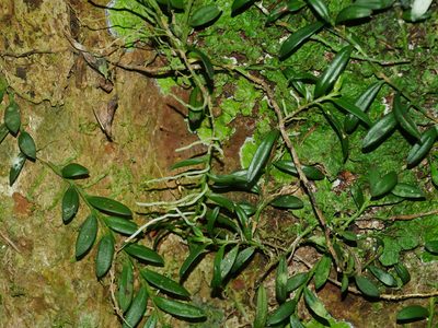 Gastrochilus formosanus, photographed by Jacy Chen