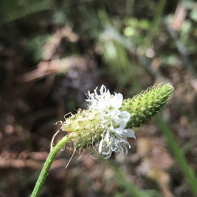 Dalea phleoides, photographed by Laura Clark