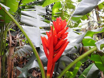 Musa coccinea, photographed by Pedro Henrique Maloso Ramos