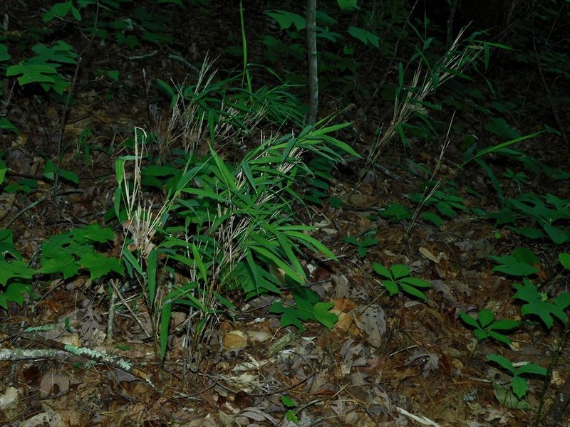 Arundinaria appalachiana, photographed by Michael J. Papay