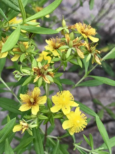 Hypericum lobocarpum, photographed by Laura Clark