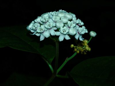 Asclepias variegata, photographed by Michael J. Papay