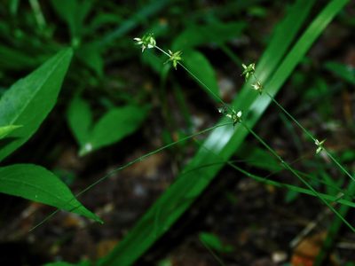 Carex rosea, photographed by Michael J. Papay