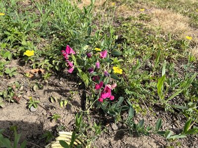 Lathyrus tuberosus, photographed by Pavel Kacl