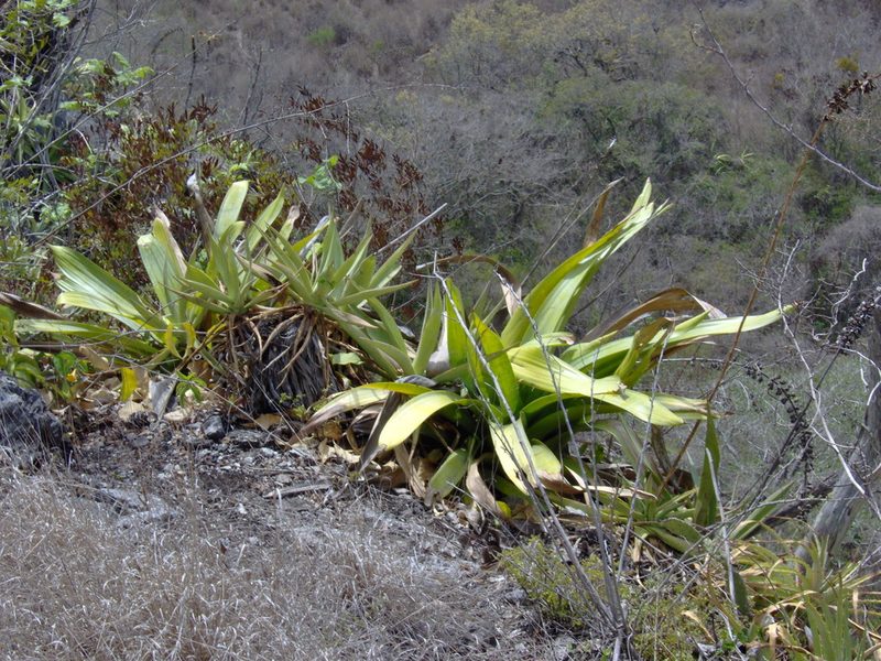 Pseudalcantarea grandis, photographed by Tereso Hernández Morales