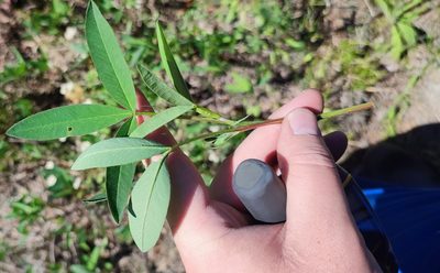 Trifolium medium, photographed by Yurii Basov