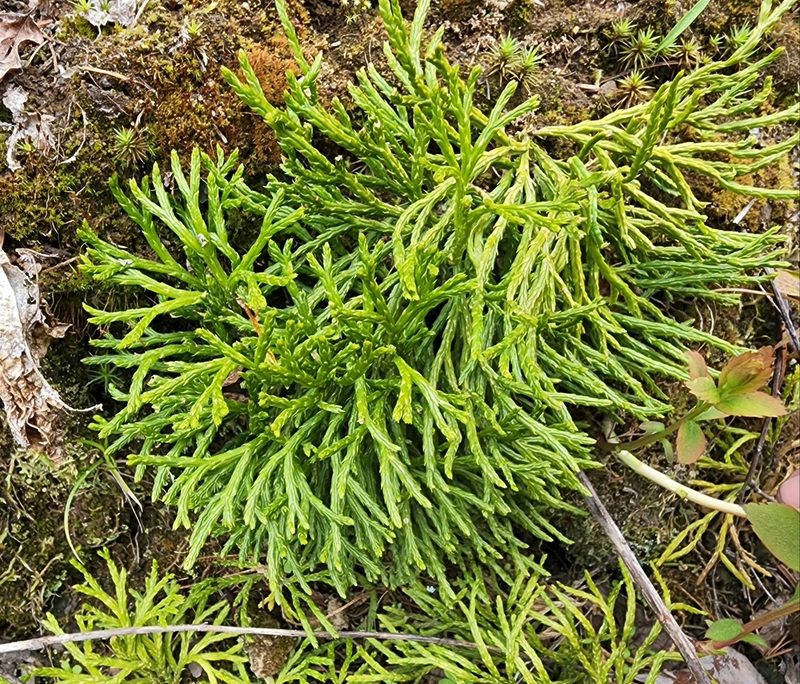 Diphasiastrum complanatum, photographed by Lyrae