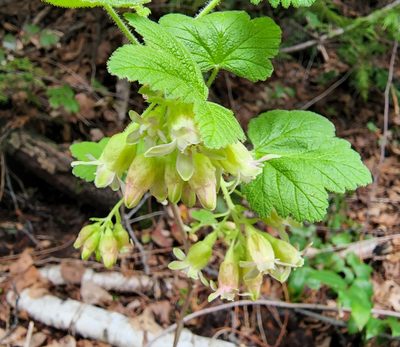 Ribes viscosissimum, photographed by Lyrae