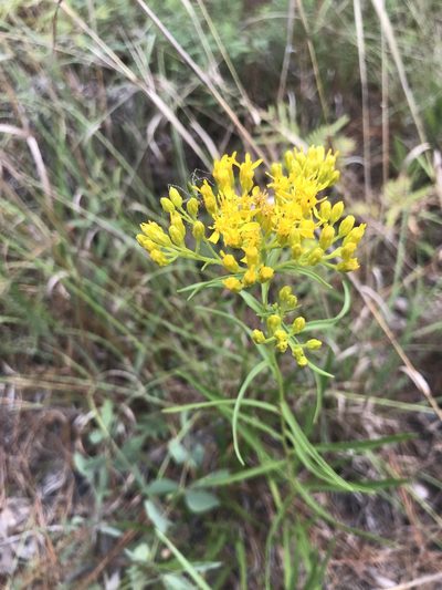 Solidago nitida, photographed by Laura Clark