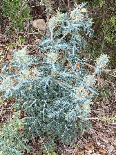 Argemone aurantiaca, photographed by Gary Rogers