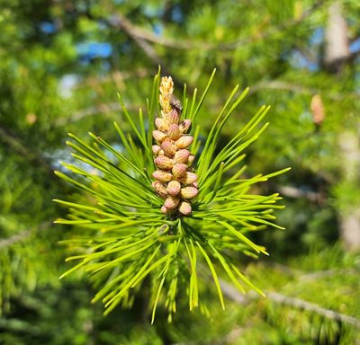 Pinus contorta, photographed by Lyrae