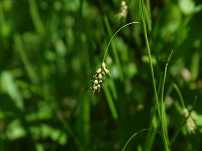 Carex capillaris, photographed by Reuven Martin