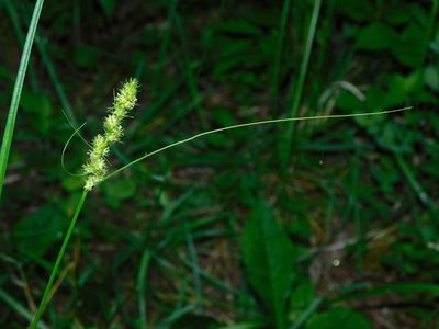 Carex vulpinoidea, photographed by Michael J. Papay