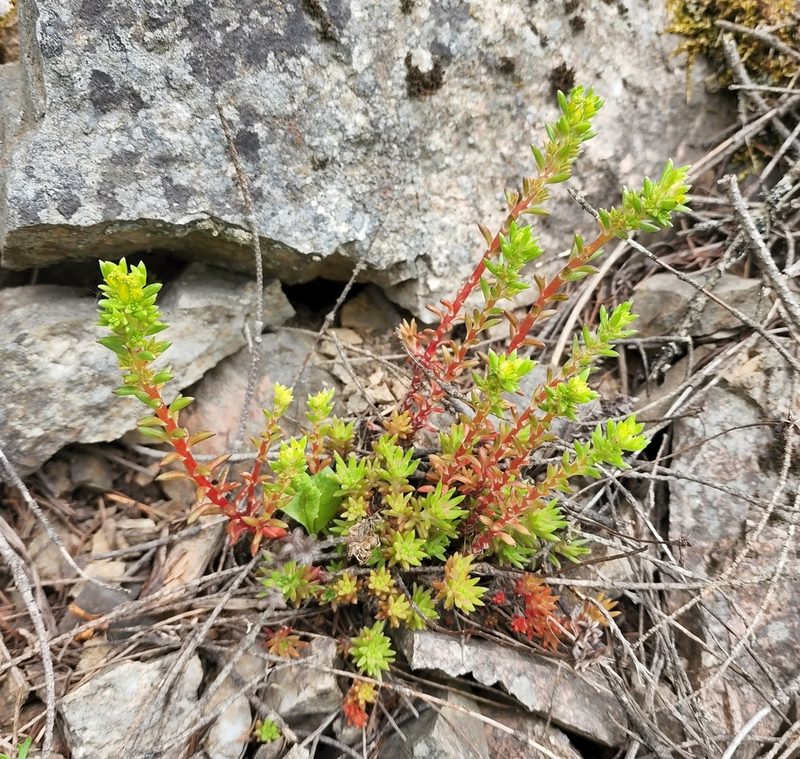 Sedum stenopetalum, photographed by Lyrae