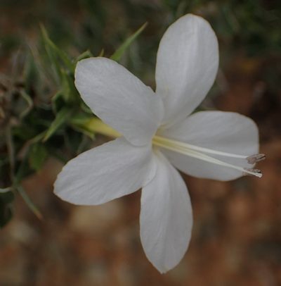 Barleria irritans, photographed by Nicola van Berkel