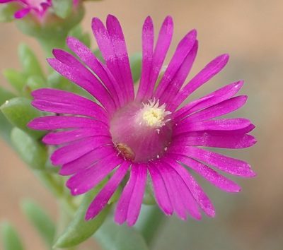Delosperma ornatulum, photographed by Nicola van Berkel