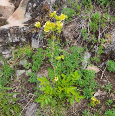 Drymocallis convallaria, photographed by Lyrae