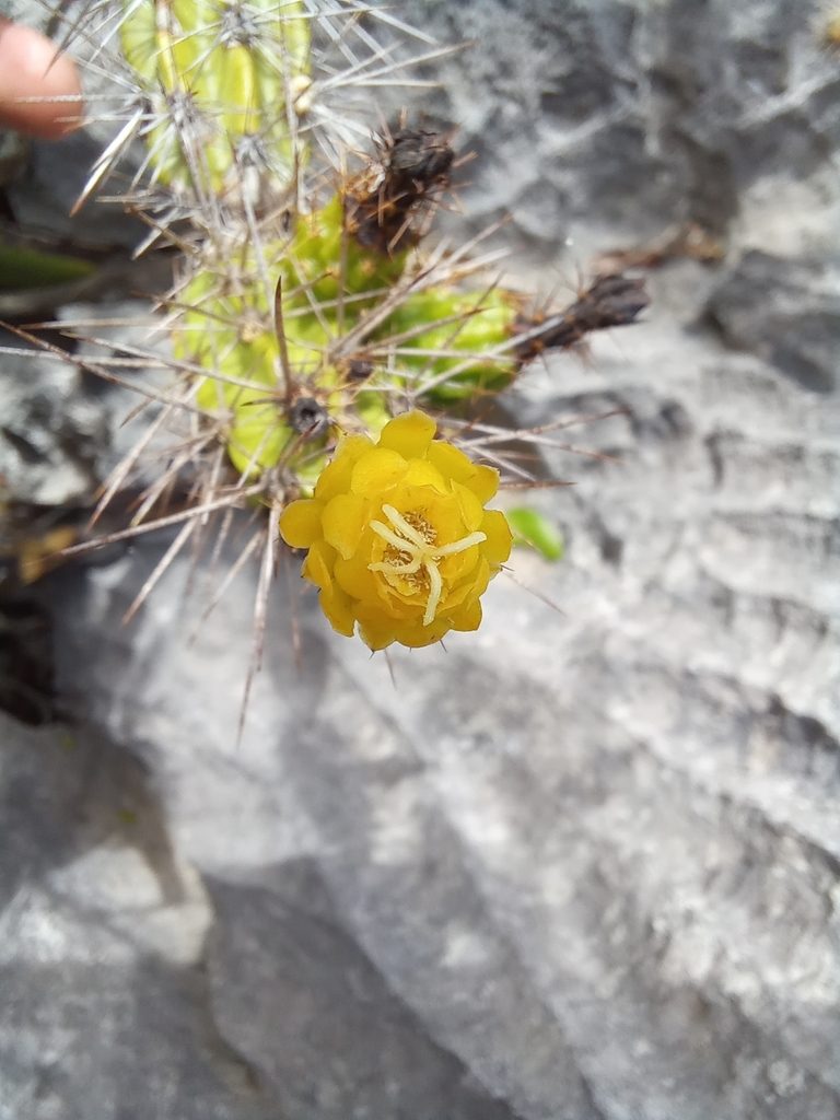 Leptocereus assurgens, photographed by Dayron Breto