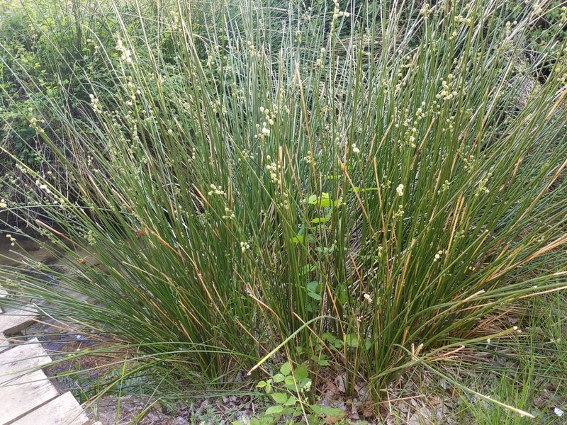 Scirpoides holoschoenus, photographed by castieler