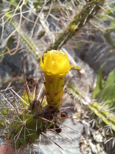 Leptocereus assurgens, photographed by Dayron Breto