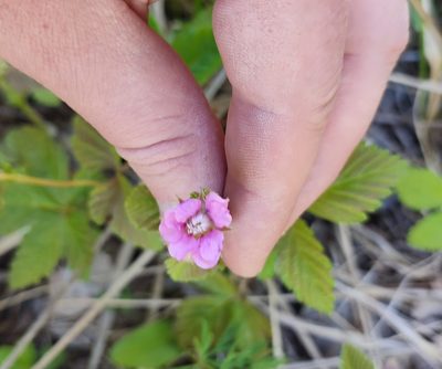 Rubus arcticus, photographed by Yurii Basov