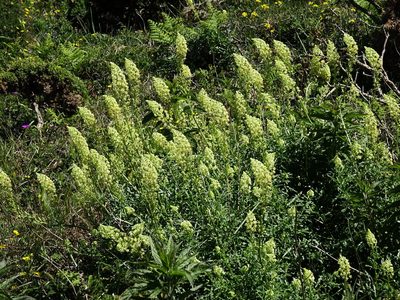 Reseda lutea, photographed by Y. Liu