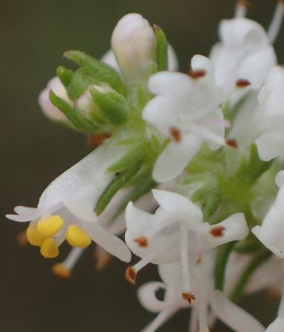 Selago geniculata, photographed by Nicola van Berkel